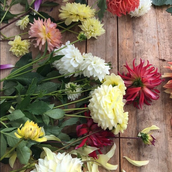 Meet your Posher, Isabel - Picture 1 of 1